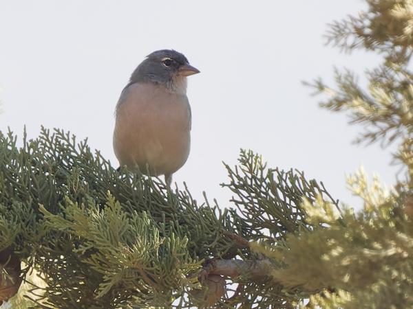 <h3><a href="/trips/marokko/biota/animalia/chordata/aves/passeriformes/fringillidae/fringilla coelebs africana/fringilla coelebs africana-nl.html">Fringilla&nbsp;coelebs&nbsp;africana</a> / Common&nbsp;chaffinch / Vink</h3>OM-1 Mark II met OLYMPUS M.150-400mm F4.5 TC, 1/2500 sec  bij F7.1, ISO 5000, afstand 23.2&nbsp;m